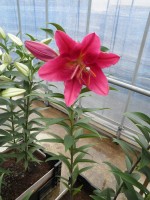 [1886 Bengodi VH No02.JPG]